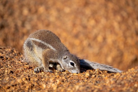 Cape ground squirrel (Xerus inauris), Pontok-Berge, Spitzkoppe, Große Spitzkuppe Nature Reserve,