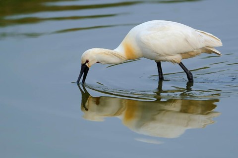 Löffler looking for food. Texel. The Netherlands Spoonbill feeding. Texel island. Netherlands
