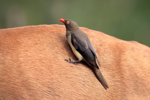 Red-billed oxpecker (Buphagus erythrorhynchus), adult, on a host animal, symbiosis, Kruger National