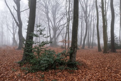 Beech forest (Fagus sylvatica) in the fog, Emsland, Lower Saxony, Germany