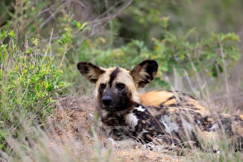 African wild dog (Lycaon pictus), adult, alert, lying down, portrait, Kruger National Park, South