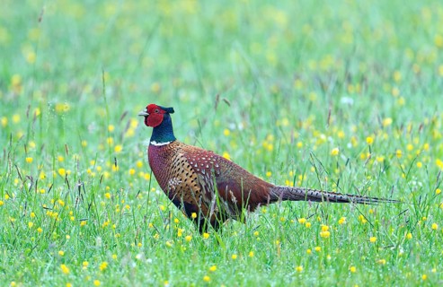 A pheasant cock (Phasianus colchicus torquatus) in a colourful meadow