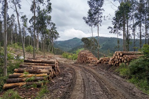 Forest clearance in the Spanish Highlands, Bizkaia, Spain