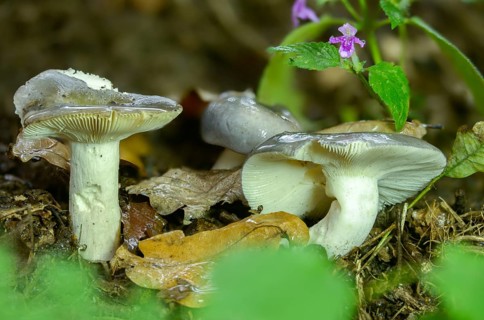 Bluefing, bluebird, bluebird, blueish dove, womanbird, green thief, purple-green dove, russula