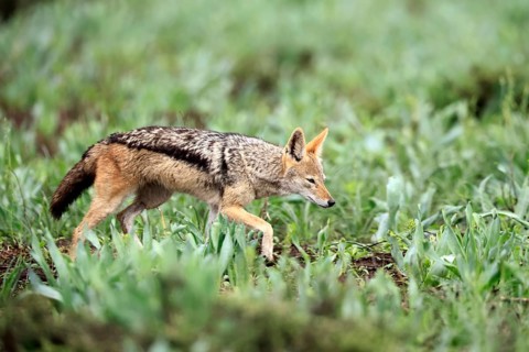 Black-backed jackal (Lupulella mesomelas), adult, stalking, alert, foraging, Kruger National Park,