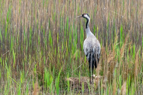 Brandenburg, Crane, Germany, Grus Grus, Crane, Nabu, Nabu Project, National Natural Heritage,