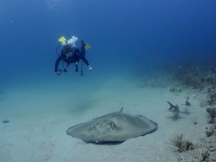 A female diver approaches a Southern Stingray (Hypanus americanus) on the seabed in crystal-clear