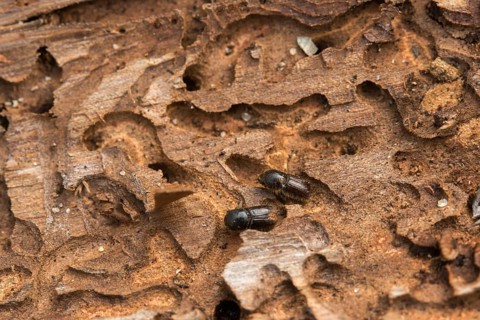 Letterpress, curculionidae, European spruce bark beetle, spruce bark beetle, large eight-toothed