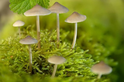 Common Bonnet, Helmet, Mycena Galericulata, Rosy-Gill Fairy Helmet, Toque Mycena, Fungus, Mushrooms