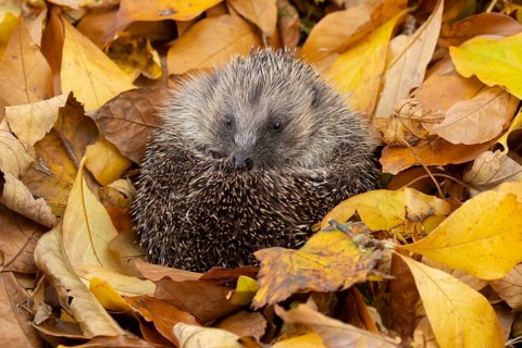 European hedgehog (Erinaceus europaeus) adult animal resting on autumn colour leaves in a garden,