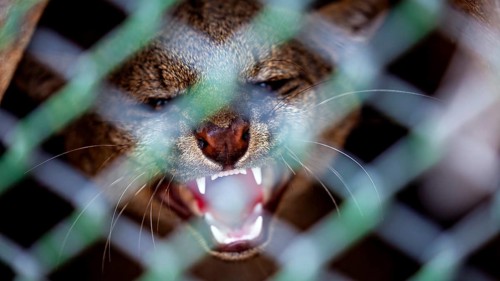 A close-up of an animal with an aggressive look, baring its teeth from behind a grille: a