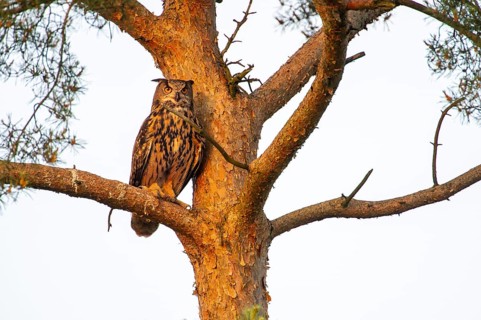 Eurasian Eagle-owl (Bubo bubo) in a tree, Oldenburg Münsterland, Vechta, Lower Saxony, Germany