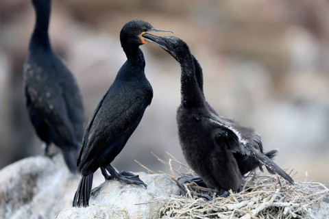 Cape cormorant (Phalacrocorax capensis), adult, two chicks, feeding, nest, on rocks, Betty's Bay,