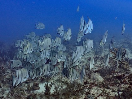 A school of Atlantic spadefish (Chaetodipterus faber) swimming above a reef underwater, at the
