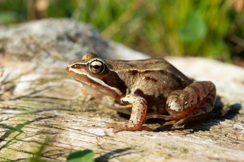 Moor frog, moor frog, rana arvalis, amphibians, amphibians, frog, frogs, amphibians