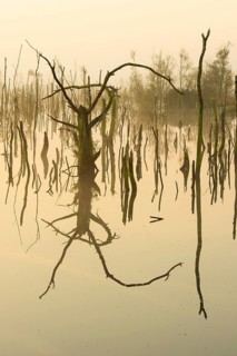 Misty moor at daybreak, Goldenstedt, Lower Saxony, Germany