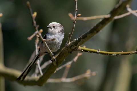 Aegithalos caudate, long-tailed tit, birds, tits, passeri, songbirds, songbirds, tits, birds