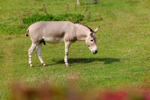 A male Somali wild ass, Equus africanus somaliensis, grazing on a green meadow. Somalia,
