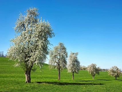 A group of blossoming pear trees, Auw, Freiamt, Canton Aargau, Switzerland