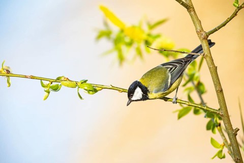 Great tit (Parus major) Germany
