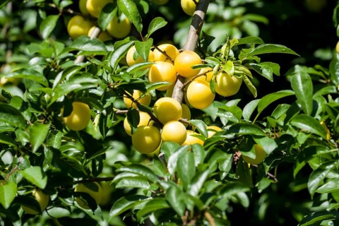 Ripe mirabelle plums (prunus domestica subsp. syriaca) on a tree, Germany