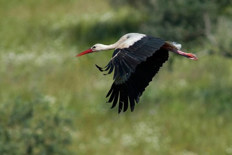 Ciconia ciconia, white stork, birds, ciconiiformes, extremadura, flying, flight, walking birds,