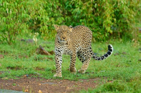 A leopard stares intently at its prey in the wilderness, Leopard (Panthera pardus), Masai Mara