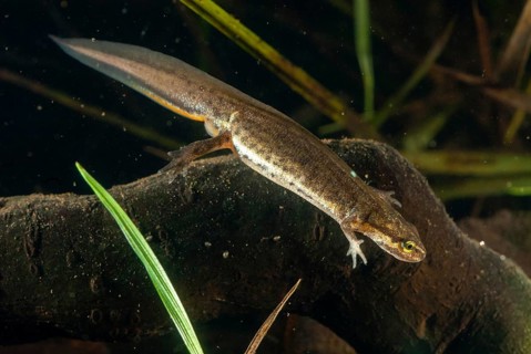 Lissotriton vulgaris meridionalis, Lissotriton vulgaris schreiberi, Schreiber's pond newt, smooth