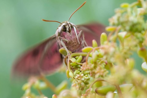 Hyles euphorbiae, milkweed swarmers, butterfly, insects, moths, moths, moths, butterfly, swarmer,