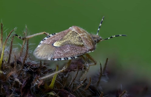Berry bug, Dolycoris baccarum, hairy shield bug, heteroptera, sloe bug, insects, bugs