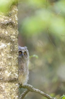 One young long-eared owl (Asio otus), sitting on a branch of a tree. Green vegetation in the