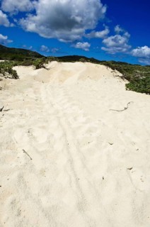 Sea Turtle Tracks and Nest, Bonaire