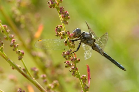 Orthetrum Brunneum, southern skimmer, southern blue arrow, flew off, anisoptera, blue arrow,