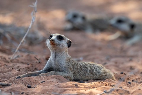 Reclining meerkat (Suricatta suricata), Kgalagadi Transfrontier Park, Northern Cape, South Africa