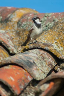 House sparrow, passeri, songbirds, extremadura, sparrow, birds, extremadura, high size, portrait,