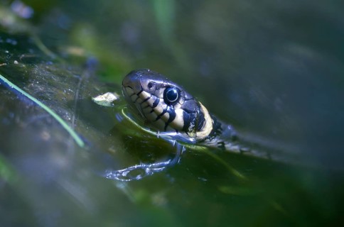 Grass snake, Natrix Natrix, grass snake, in water, reptilia, reptiles, ringed snake, snakes,