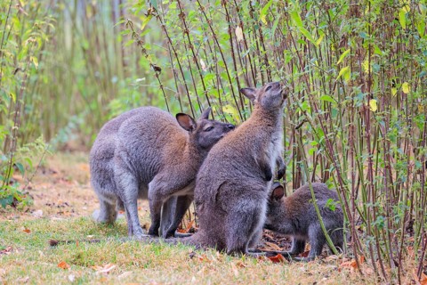 A family of red-necked wallaby (Macropus rufogriseus) sits on a cloudy day amidst tall, dense