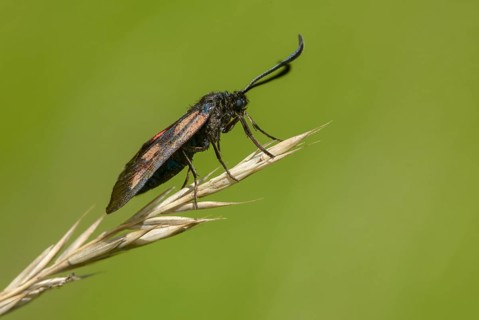 Wetland ram, five-spot burnet, clover ram, marsh horn clover ram, zygaena trifolii, flew off, blood