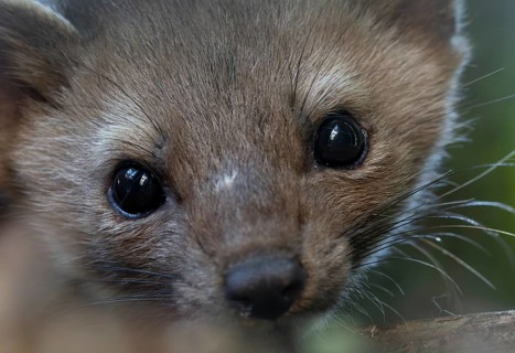 Portrait of a stone marten (Martes foina) at its sleeping spot, close-up, eyes, July, Denmark
