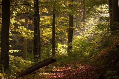 Beech plants, fagaceae, fagus sylvatica, Germany, Greiz, European beech, Thuringia, old wood,