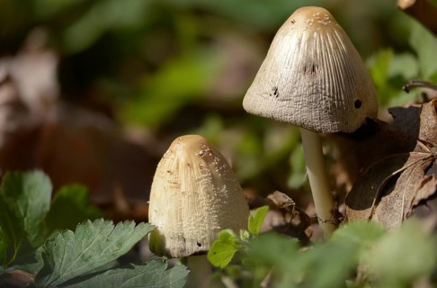 Coprinellus domesticus, Firerug inkcap, large wood tinting, house tinting, fungi, fungi, mushrooms