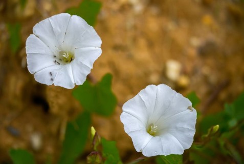 Calystegia sepium, real fence wind, rutland beauty, fence winch, bellbind, bugle vine, flora,