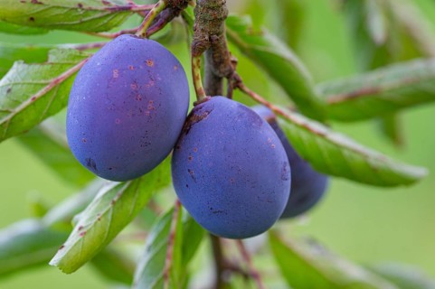 Ripe plums (Prunus domestica) on a fruit tree, Goldenstedt, Lower Saxony, Germany