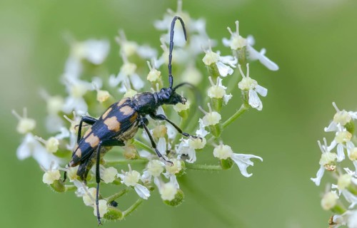 Cerambycidae, four-banded longhorn beetle, leptura quadrifasciata, strangalia quadrifasciata,