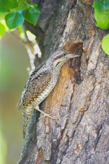 Animals, birds, Lake Neusiedl, Austria, Wryneck (Jynx torquilla), Austria, Lake Neusiedl, Austria