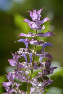 Nutmeg sage, clary sage, roman sage, salvia sclarea, scarlet herb, scarlet, charlei, clary sage,