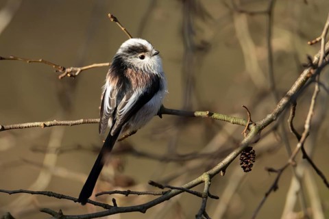 Long tailed tit (Aegithalos caudatus) adult bird on a tree branch, England, United Kingdom