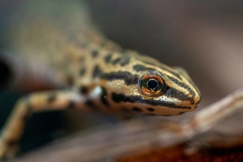 Lissotriton vulgaris meridionalis, Lissotriton vulgaris schreiberi, Schreiber's pond newt, smooth