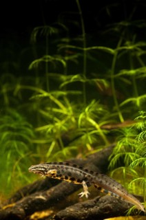 Lissotriton vulgaris, smooth newt, triturus vulgaris, amphibians, amphibians, high size, portrait