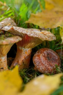 Real irritant, pine blood irritant, lactarius deliciosus, delicious milk cap, noble stimulant,